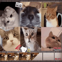 Funny Cat Watching Video GIF