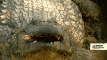 Edward Jackson Edward Jackson X Alligator GIF - Edward Jackson Edward Jackson X Alligator Crocodile GIFs