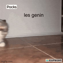 Cat Pocks GIF - Cat Pocks GIFs