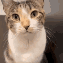 Cat Cats GIF - Cat Cats Disapointed GIFs