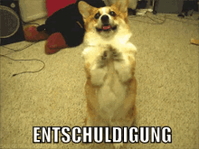 Hund Entschuldigung GIF - Hund Entschuldigung Deutsch GIFs