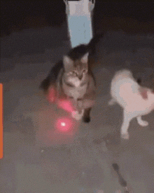 Unfazed Cat Mature Cat GIF - Unfazed Cat Mature Cat Cat Unbothered By Light GIFs