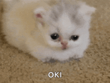a small white and gray kitten is sitting on a carpet with its mouth open .