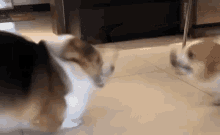 Angry Nugget Thief GIF - Angry Nugget Thief Dog GIFs