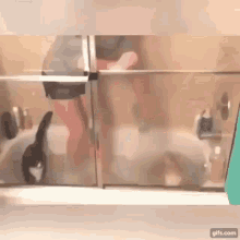 cat love bath panic jumping funny
