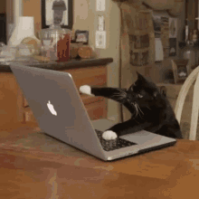 cat work laptop mac book funny animals