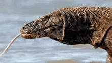 biawak komodo monitor lizard reptile reptilia