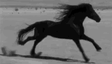 horse black run