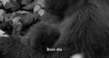 Gorila Bom Dia GIF - Acordei Bomdia Manha GIFs