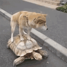Slow Turtle GIF - Slow Turtle Dog GIFs