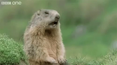 Gopher Hey GIF - Gopher Hey Funny Animals - Discover & Share GIFs