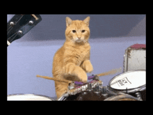 Cat Drum Roll GIF - Cat Drum Roll Drums GIFs