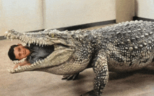 a man laying on the floor next to a large alligator