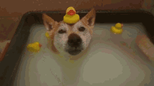 Bath Time GIF - Animals Dog Bath GIFs