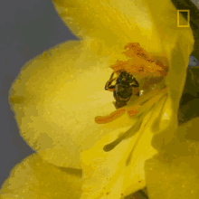 Bee Collecting Nectar GIF - Bee Collecting Nectar Working GIFs