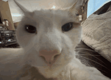 Cat Stare Funny Cat GIF - Cat Stare Funny Cat Nowhed GIFs
