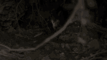 Coming In Wolfcubs GIF - Coming In Wolfcubs Wolf Pack GIFs