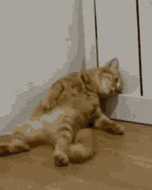 a cat laying on its back on the floor
