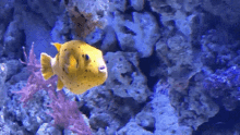 Yellow Yellowdogfacepufferfish GIF - Yellow Yellowdogfacepufferfish Puff GIFs