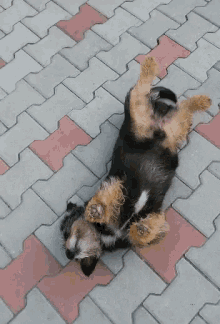 Dogs Funny Animals GIF - Dogs Funny Animals Silly Dog GIFs