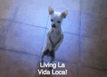 Chihuahua Funny GIF - Chihuahua Funny Dancing GIFs