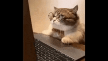 a cat wearing glasses and a tie is laying on top of a laptop computer .