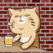Cat Drinking Beer GIF - Cat Drinking Beer Frustrated GIFs