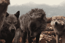Growl Wolf GIF - Growl Wolf GIFs