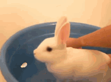 Bunny Shower Bunny GIF - Bunny Shower Bunny Shower GIFs