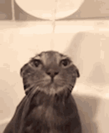 Gato Cat GIF - Gato Cat Water GIFs
