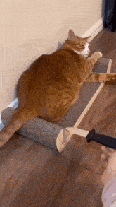 Chat Cat GIF - Chat Cat Trahison GIFs