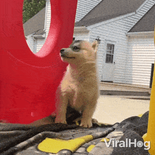 A Dog Jumped Backward Viralhog GIF - A Dog Jumped Backward Dog Viralhog GIFs