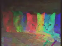 a rainbow of cats are laying on the ground