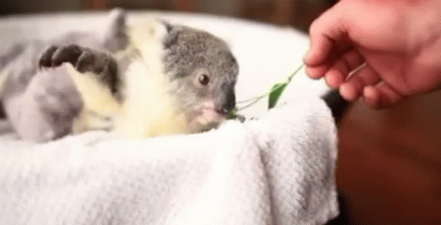 Koala Kawaii GIF - Koala Kawaii Cute - Discover & Share GIFs