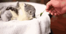 Koala Kawaii GIF - Koala Kawaii Cute GIFs