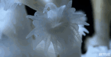 Coral Flower GIF - Coral Flower Nature GIFs