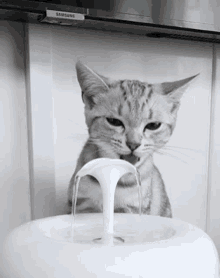 Cat Kitten GIF - Cat Kitten Water GIFs