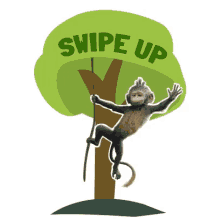 swipe monkey