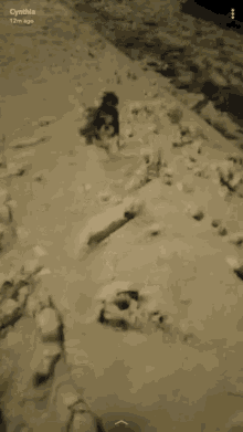 a picture of a dog in the snow was taken by cynthia 12m ago