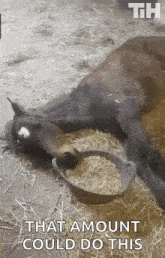 a horse is laying on the ground next to a bowl of hay with the words that amount could do this below it