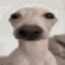 Dog Stare Zoom GIF - Dog Stare Zoom GIFs