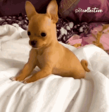 Behave The Pet Collective GIF - Behave The Pet Collective Serious GIFs