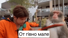 a man in an orange jacket is talking to a monkey on a leash in front of pumpkins .