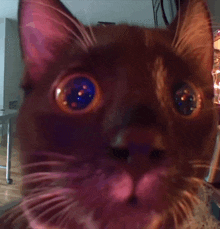 a close up of a cat 's face with a surprised look on his face