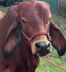 Sus Cow High Quality Sus Cow Hd GIF