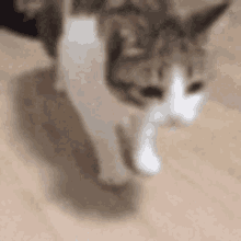 Rip Cat GIF - Rip Cat GIFs