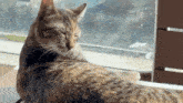 a cat is sitting on a table in front of a window .