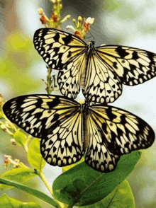 бабочки GIF - бабочки GIFs