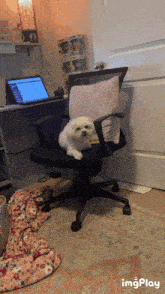 a small white dog sits on a black office chair in front of a laptop