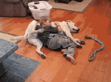 Dogs Belly Rubs GIF